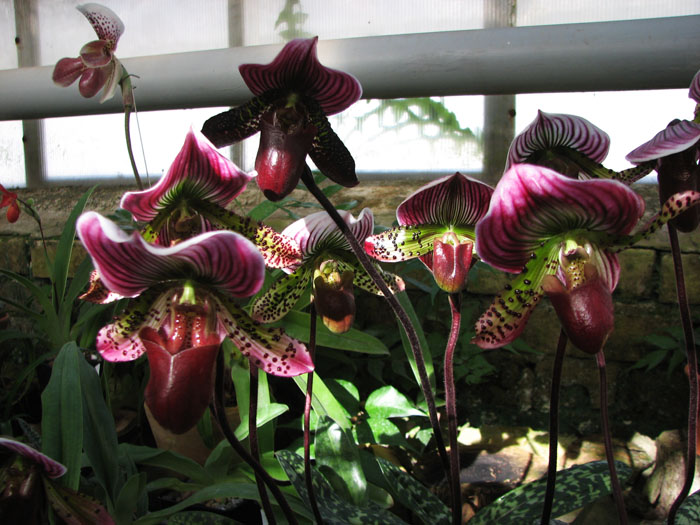 Paphiopedilum Maudiae vinicolor.jpg