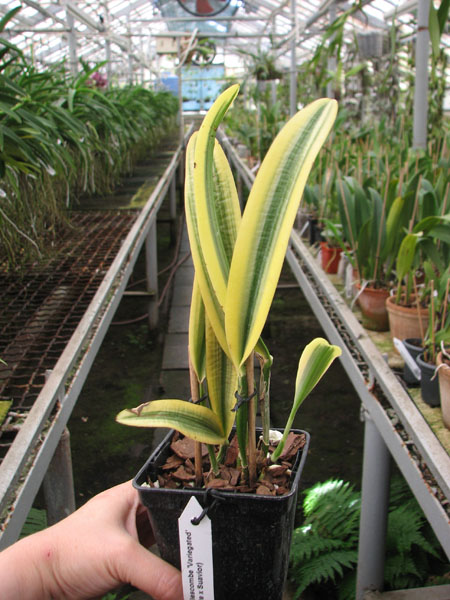 Cattleya Sedlescombe 'Variegated' (Annette x Suavior).jpg