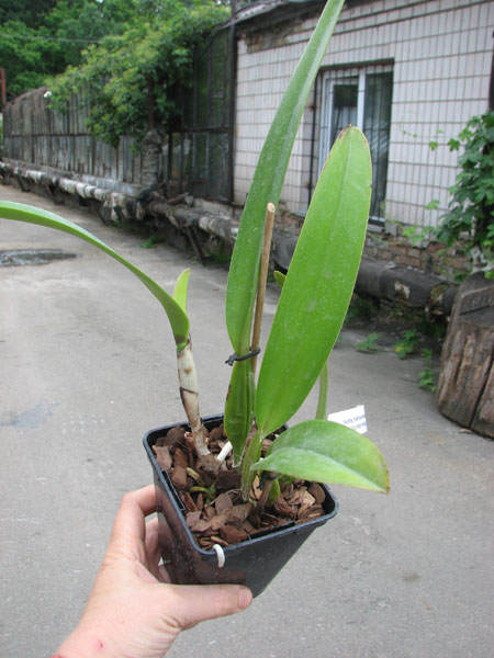 Cattleya trianae alba XXXX x Cattleya trianae amoena 'Rainha'.jpg