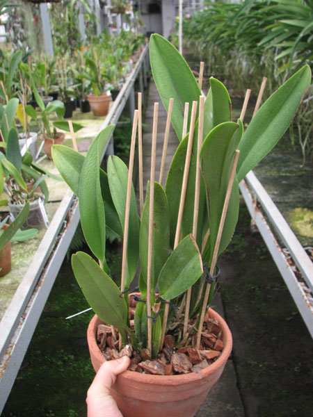 Brassolaeliocattleya Eve Marie Barnett.jpg