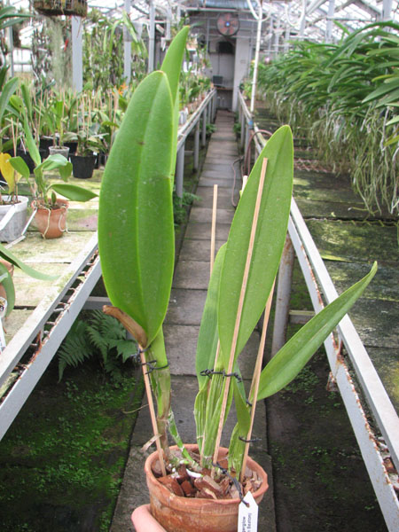 Brassolaeliocattleya Delta King Tangerglow (George King x John Sexton).jpg