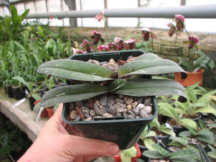 Paphiopedilum godefroyae.jpg