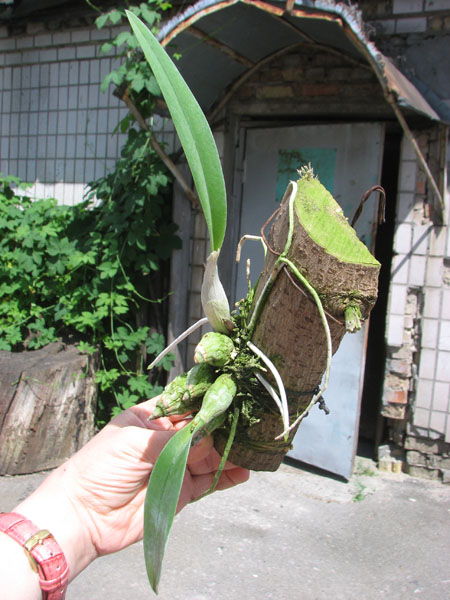 Laelia majale.jpg