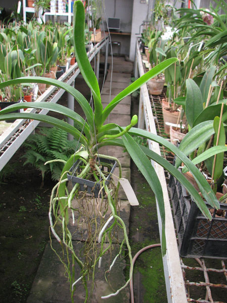 Vanda Chindavat x Tarab Waxy.jpg
