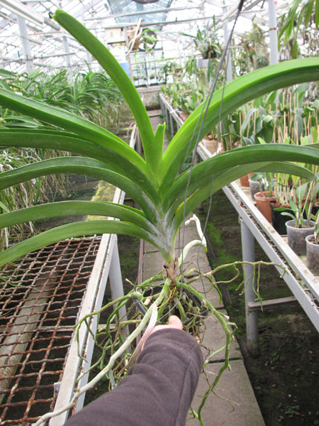 Vanda Vivan x х Chavananonda x Ascocenda Suksamran Spot.jpg