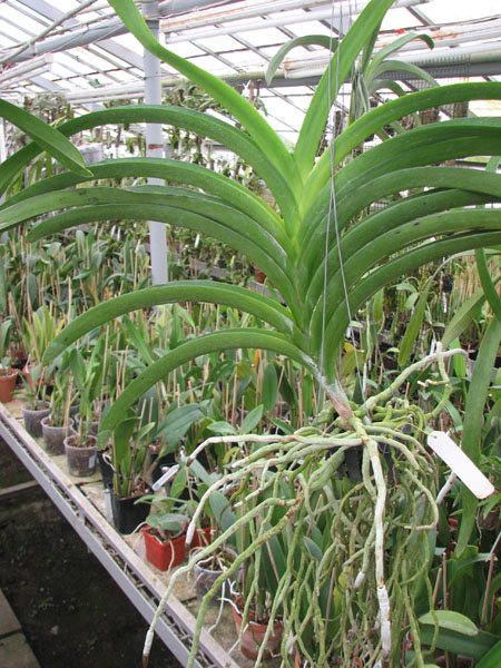 Vanda Sankhamphaeng x Vanda Patcharee's Delight.jpg