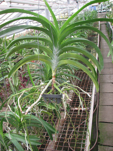 Vanda Sumon Spot x Ascocenda Phairot x Vanda sanderiana.jpg