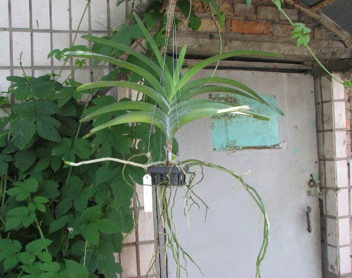 Vanda Pranermprai x Ascocenda Butterfly x Vanda Sankhamphaeng.JPG