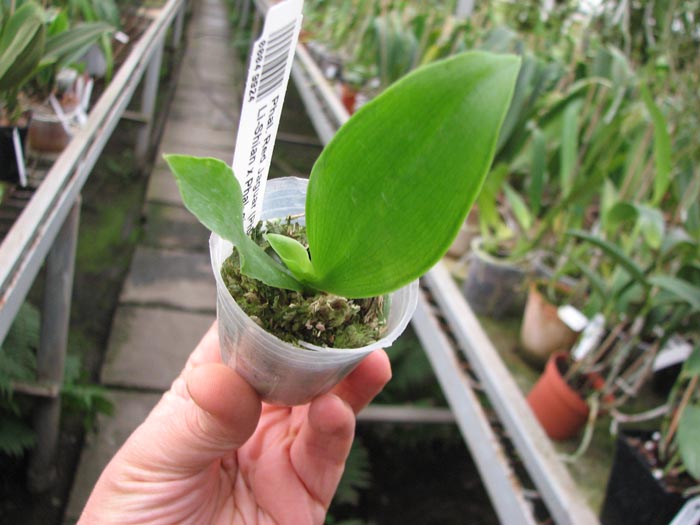 Phalaenopsis Red Jaguar.jpg