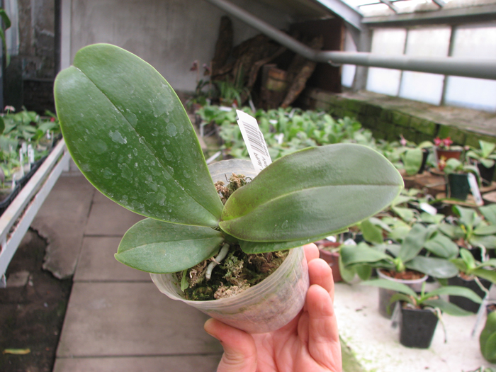 Phalaenopsis (Gelblieber x Coral Isles) x violacea.jpg