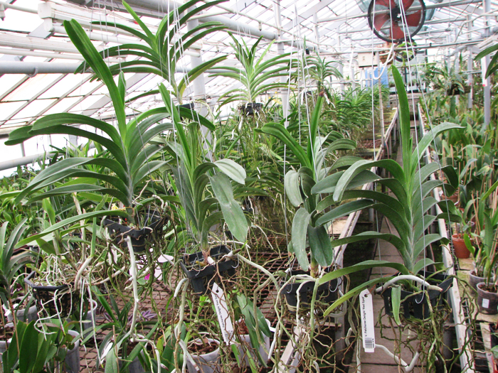 Vanda Patcharee Delight 'Red Spot'.jpg