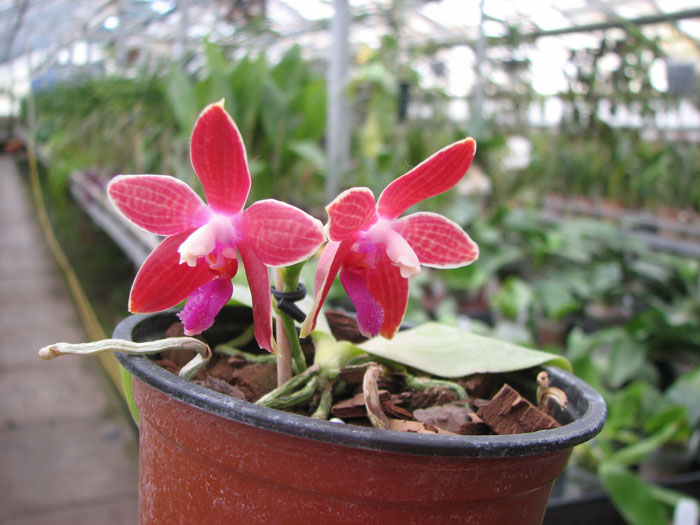 Phalaenopsis corningiana x Phalaenopsis Coral Isles.jpg