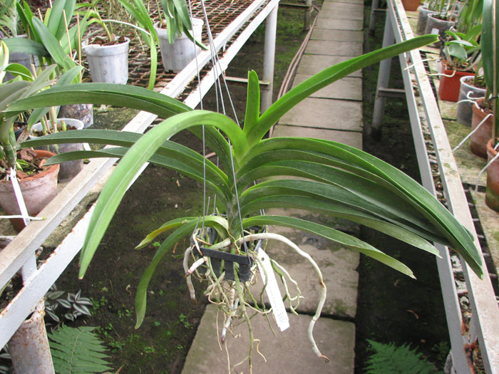 Vanda Pure's Wax Purplish Red.jpg