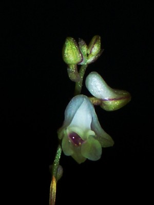 Цветет appendicula elegans