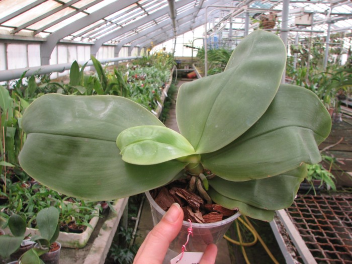 Phalaenopsis bellina.JPG