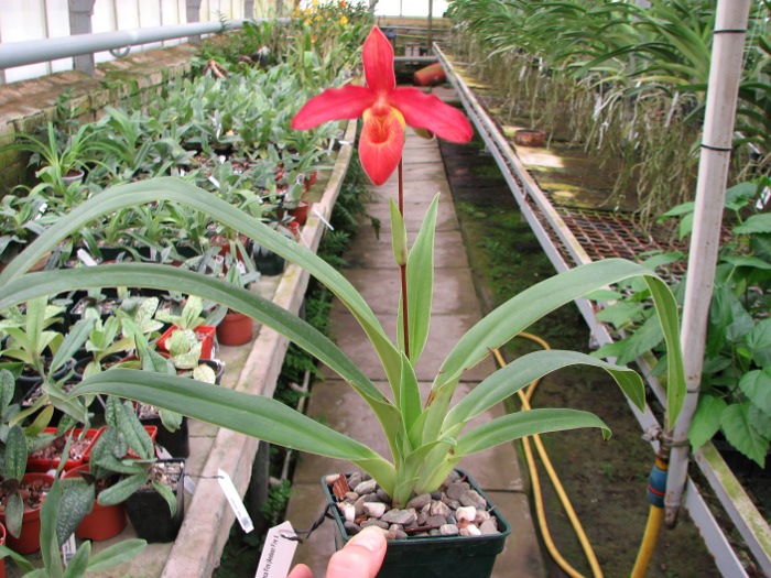 Phragmipedium Inca Fire (Andean Fire X besseae).JPG