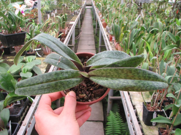 Paphiopedilum Ruby Leopard Vini x charlesworthii.JPG