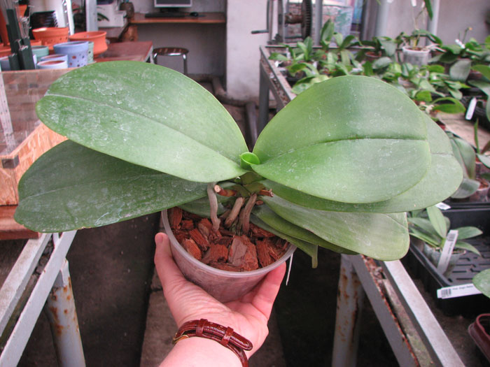 Phalaenopsis-Sogo-Relex-'F-1661'.jpg