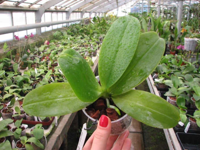 Phalaenopsis Tzu Chiang Chrisna 'Brazil'.JPG