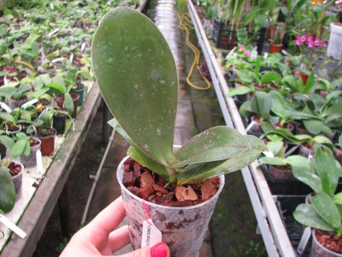 Phalaenopsis (Gelblieber x Coral Isles) x violacea.JPG