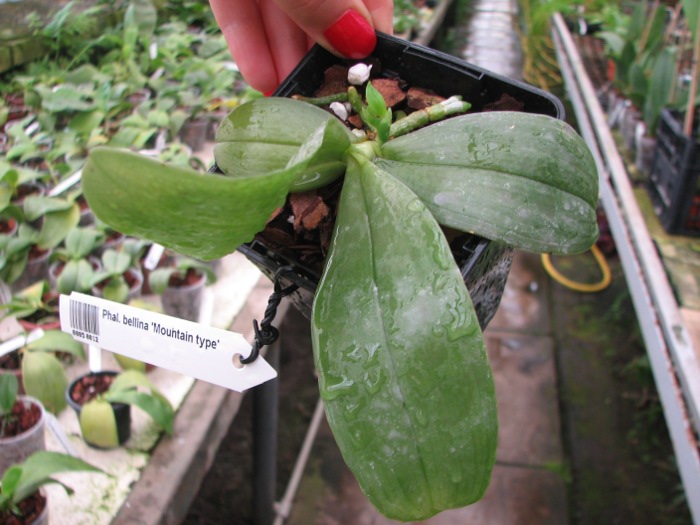 Phalaenopsis bellina 'Mountain type'.JPG