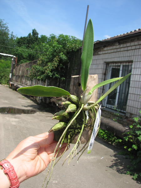 Laelia majale.jpg