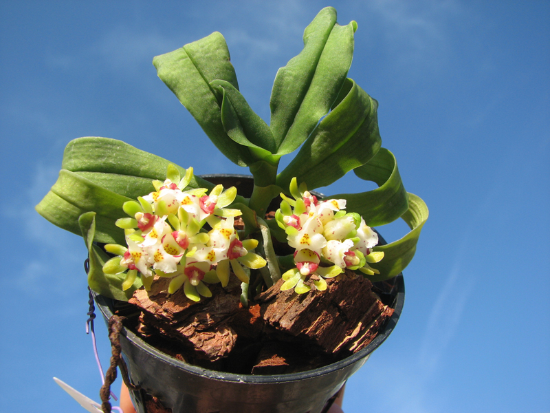 Gastrochilus japonicus.jpg
