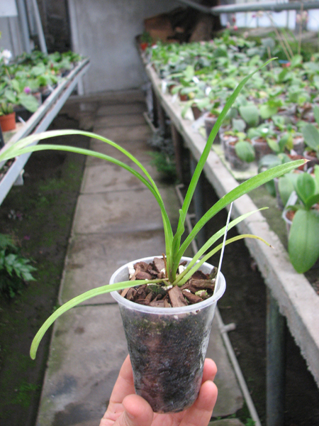 Cymbidium Via Avanti 'Harlequin'.jpg