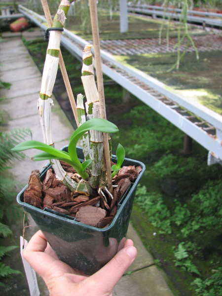 Dendrobium Kultana Fancy.jpg