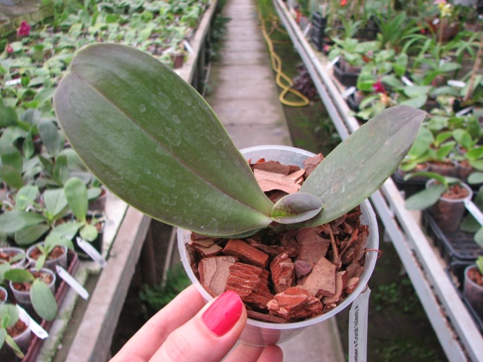 Phalaenopsis (Gelblieber x Coral Isles) x violacea.JPG