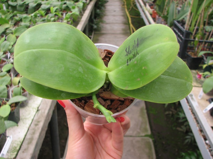 Phalaenopsis Ld's Bear King 'YK-13'.JPG