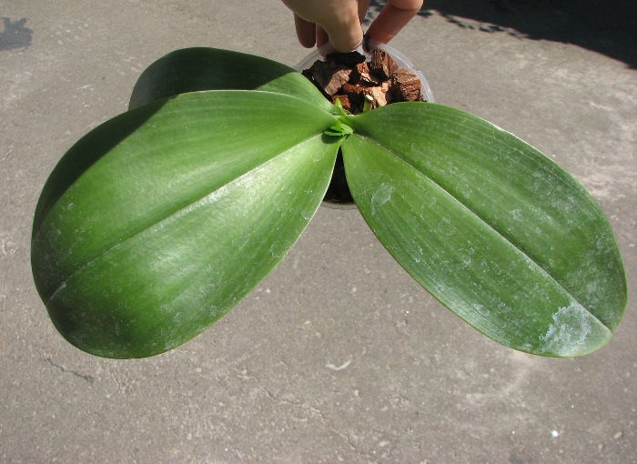 Phalaenopsis gigantea x LD's Bear King.JPG