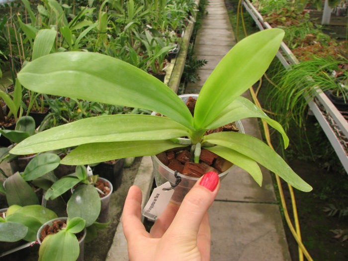 Phalaenopsis hieroglyphica var flava.JPG