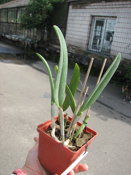 Rhyncholaelia digbyana.jpg