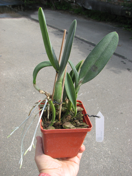 Brassavola glauca x SELF.jpg