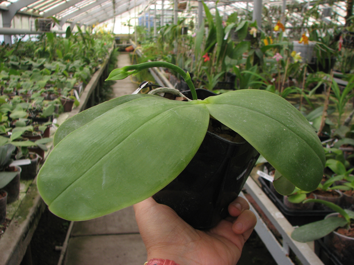 Phalaenopsis Samera 'Blue'.jpg