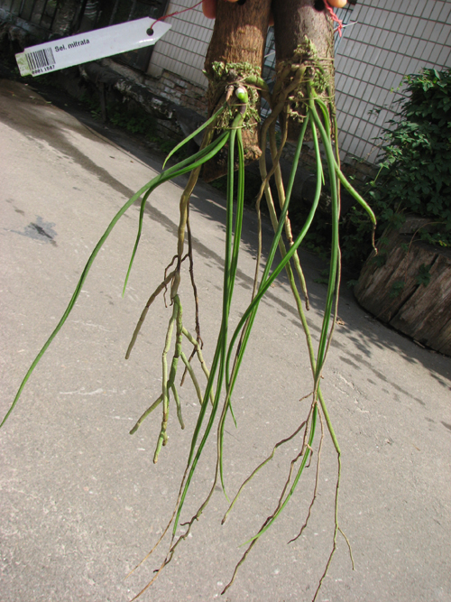 Seidenfadenia mitrata.jpg