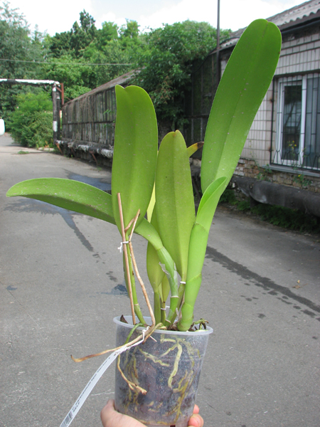 Cattleya warscewiczii tipo 'Hector' x SELF.jpg