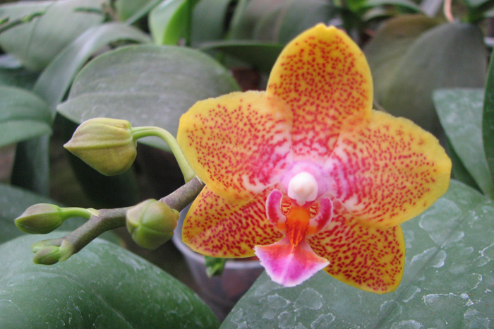 Phalaenopsis Nobby's Pumpkir 'JA4'.jpg