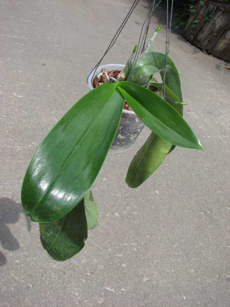 Phalaenopsis Joey (gigantea x lueddemanniana).jpg