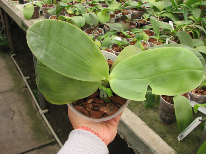 Phalaenopsis bellina.jpg