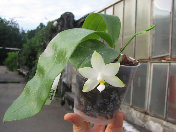 Phalaenopsis violacea alba.jpg