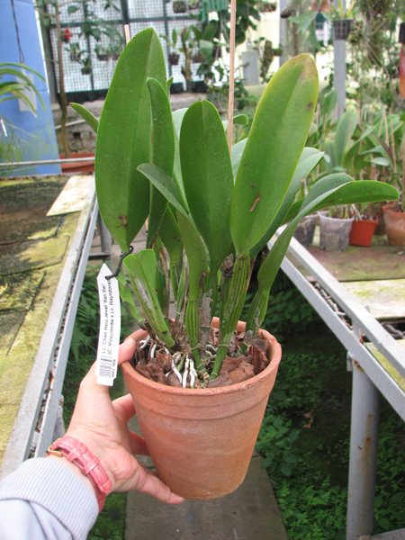 Laeliocattleya Chan Hsiu Jewel 'San Mei' (Cattleya Moscombe x Laeliocattleya Wayndora).jpg
