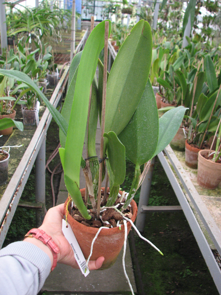 Cattleya White Diamond.jpg