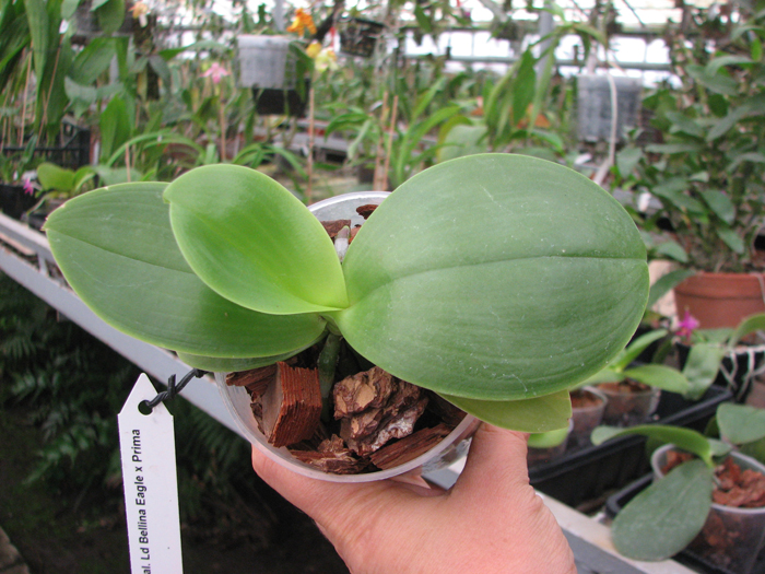 Phalaenopsis Ld Bellina Eagle x Prima.jpg