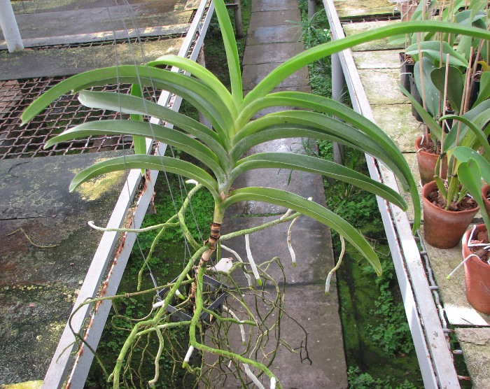 Vanda Rasri Gold x Vanda tessellata.JPG