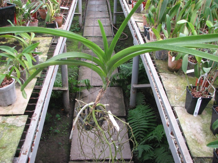 Ascocenda Krailerk x Vanda Wirat x Ascocenda Vilas.JPG