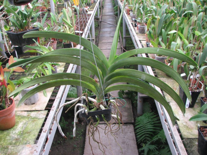 Ascocenda Bigness x Vanda Tarab Waxy.JPG