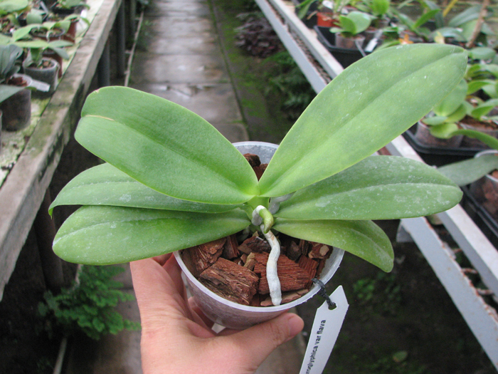 Phalaenopsis hieroglyphica var flava.jpg