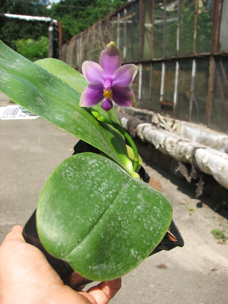 Phalaenopsis Samera 'Blue'.jpg